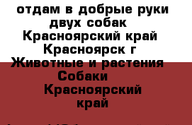 отдам в добрые руки двух собак - Красноярский край, Красноярск г. Животные и растения » Собаки   . Красноярский край